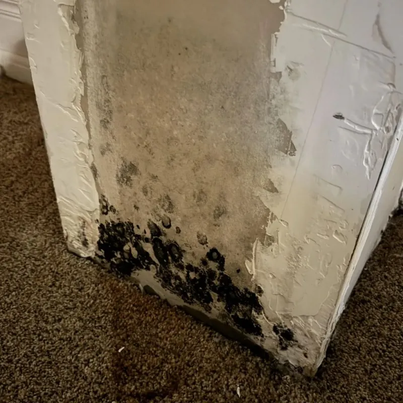 Professional Mold Removal in Edison, NJ